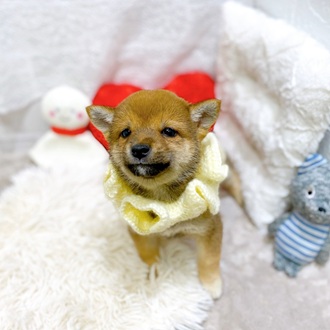 滋賀県の豆柴 (犬の家＆猫の里長浜店/2026年2月12日生まれ/女の子/赤)の子犬の4枚目の画像