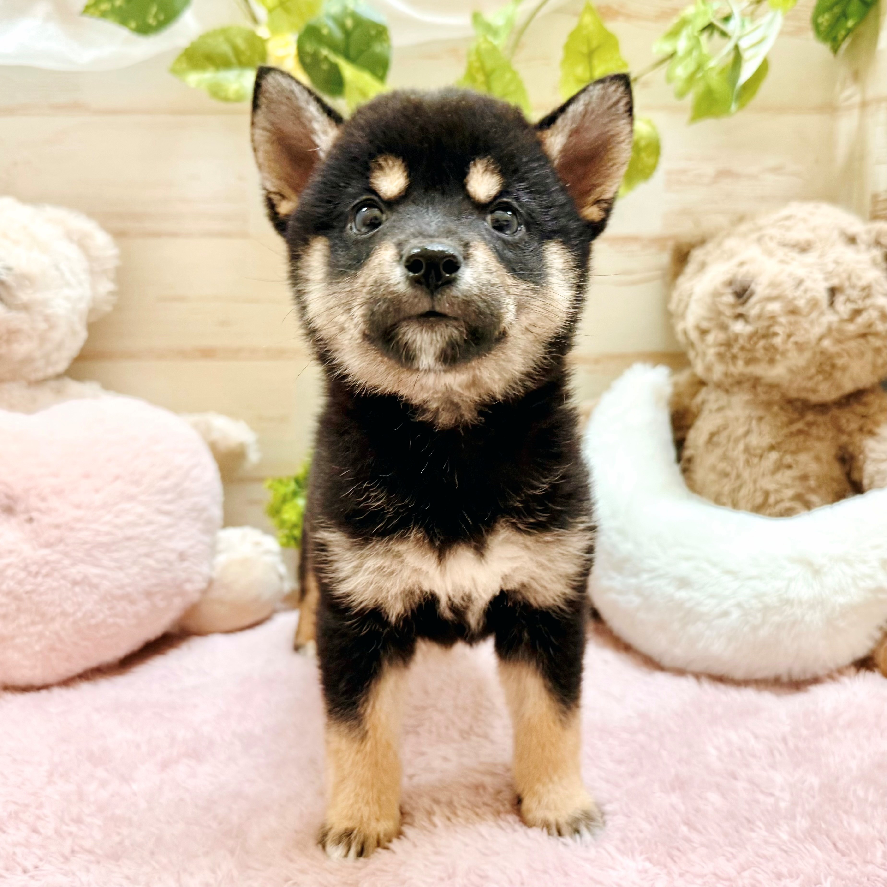 兵庫県の豆柴 (犬の家＆猫の里神戸店/2026年2月5日生まれ/女の子/黒)の子犬の1枚目の画像