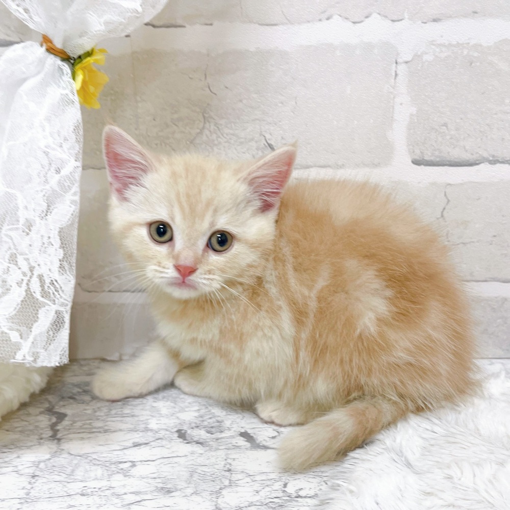 京都府のスコティッシュストレート (犬の家＆猫の里京都精華店/2026年2月3日生まれ/女の子/クリームタビー)の子猫の4枚目の画像