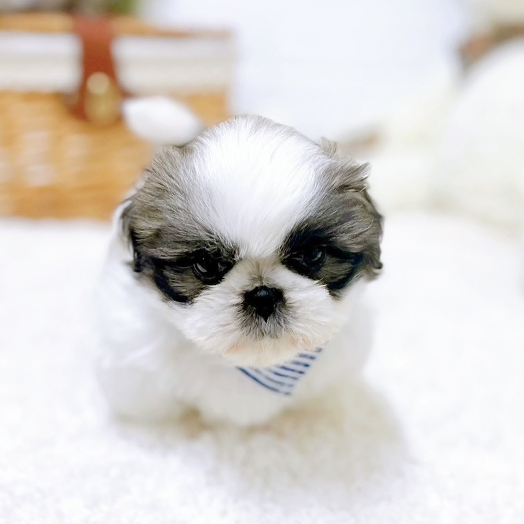 滋賀県のペキシーズー/ペキズー(ペキニーズ×シーズー) (犬の家＆猫の里近江八幡店/2026年2月11日生まれ/男の子/パーティーカラー)の子犬の4枚目の画像