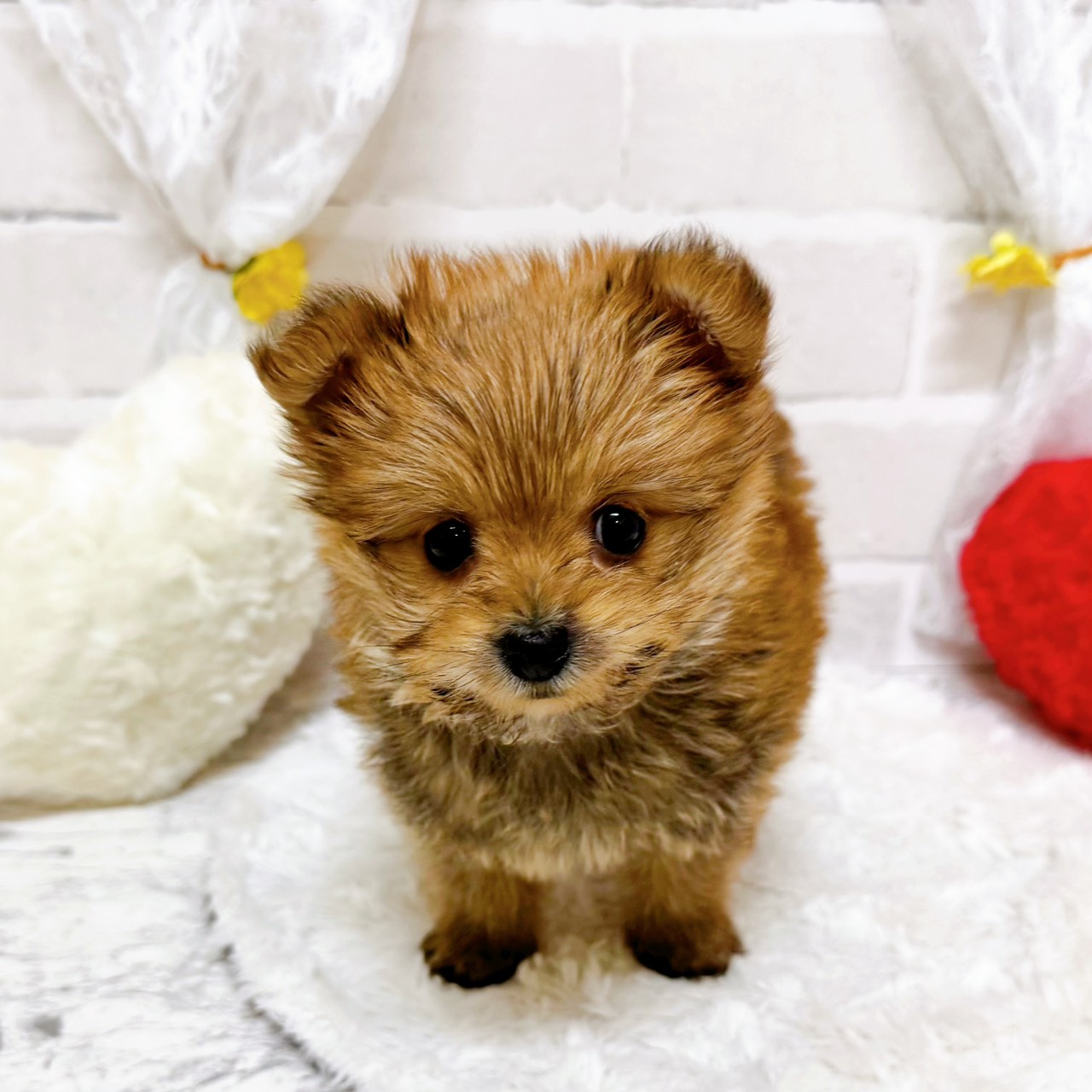 京都府のポメキー(ポメラニアン×ヨークシャーテリア) (犬の家＆猫の里京都精華店/2026年2月12日生まれ/女の子/レッド)の子犬の4枚目の画像