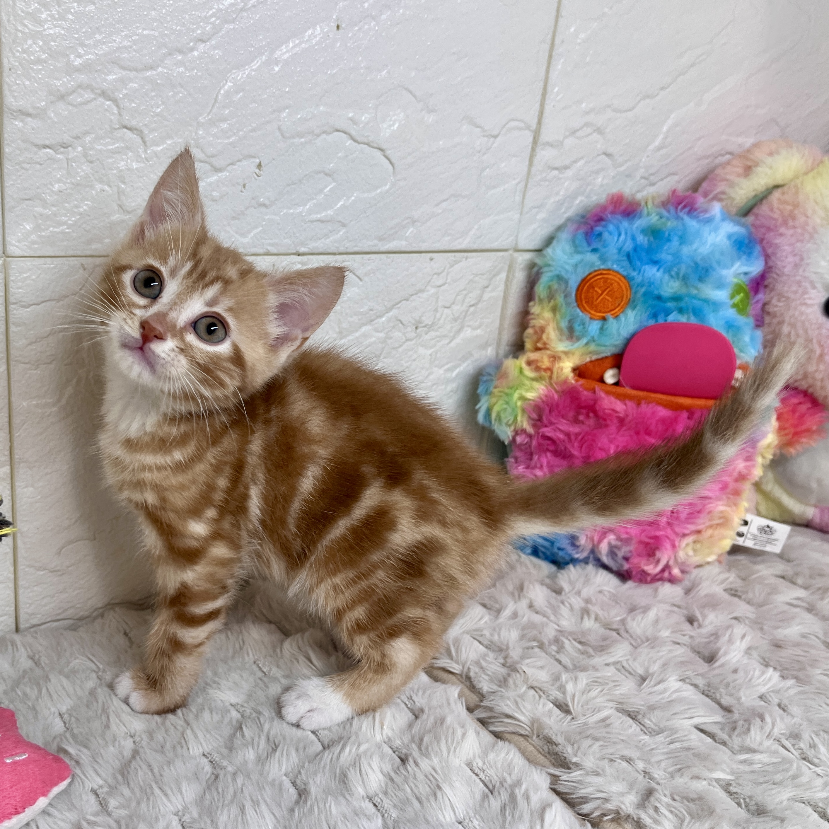 兵庫県のアメリカンショートヘアー (犬の家＆猫の里ゆめタウン姫路店/2026年2月11日生まれ/男の子/レッドタビーホワイト)の子猫の4枚目の画像