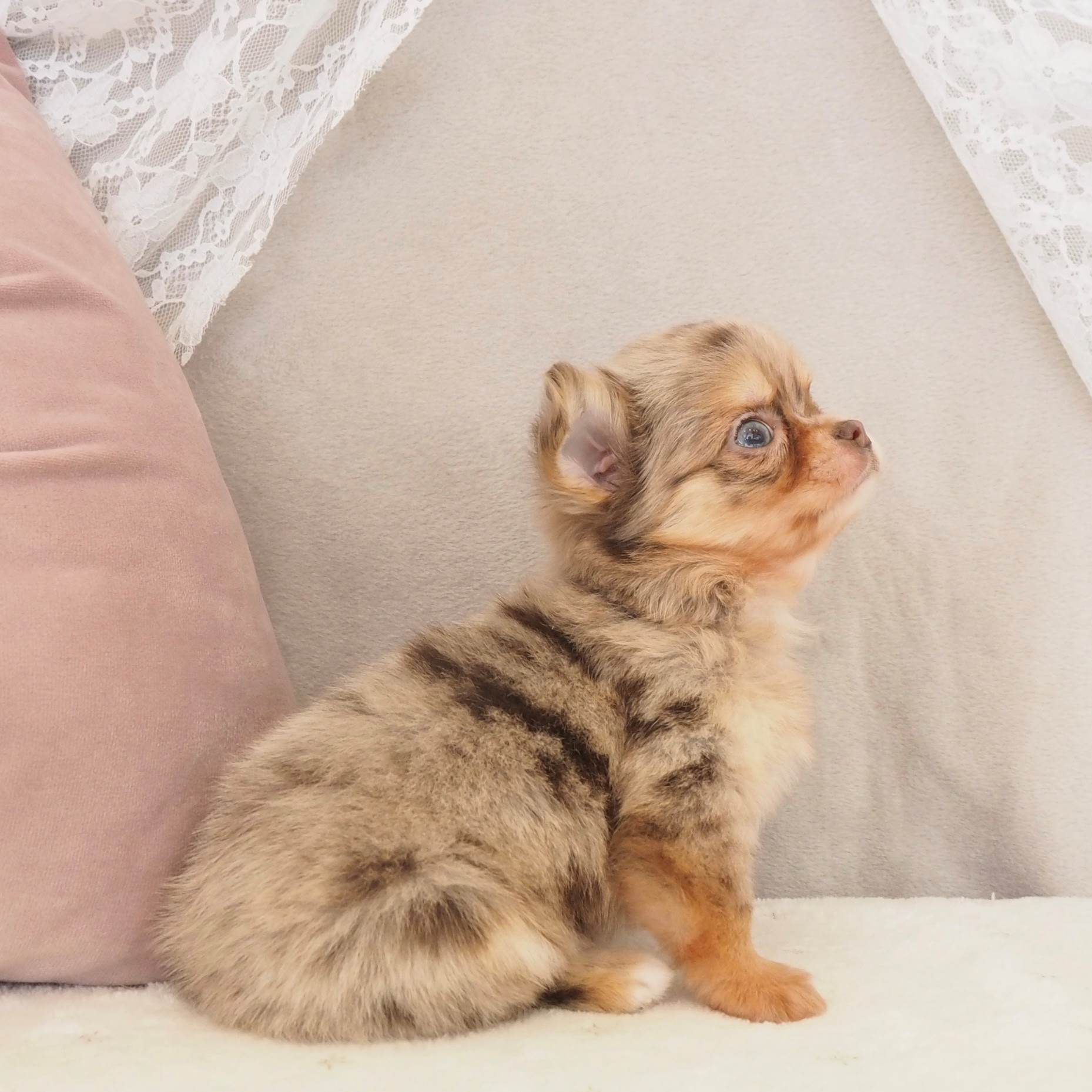 大阪府のチワワ(ロング) (犬の家＆猫の里もりのみやキューズモールBASE店/2026年2月12日生まれ/女の子/チョコレートマール)の子犬の4枚目の画像