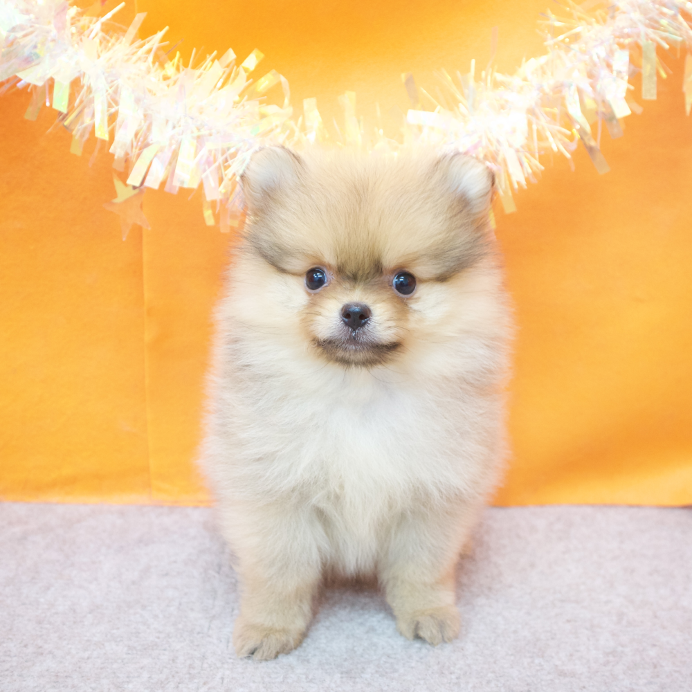 大阪府のポメラニアン (犬の家＆猫の里吹田店/2026年2月12日生まれ/女の子/オレンジ)の子犬の4枚目の画像
