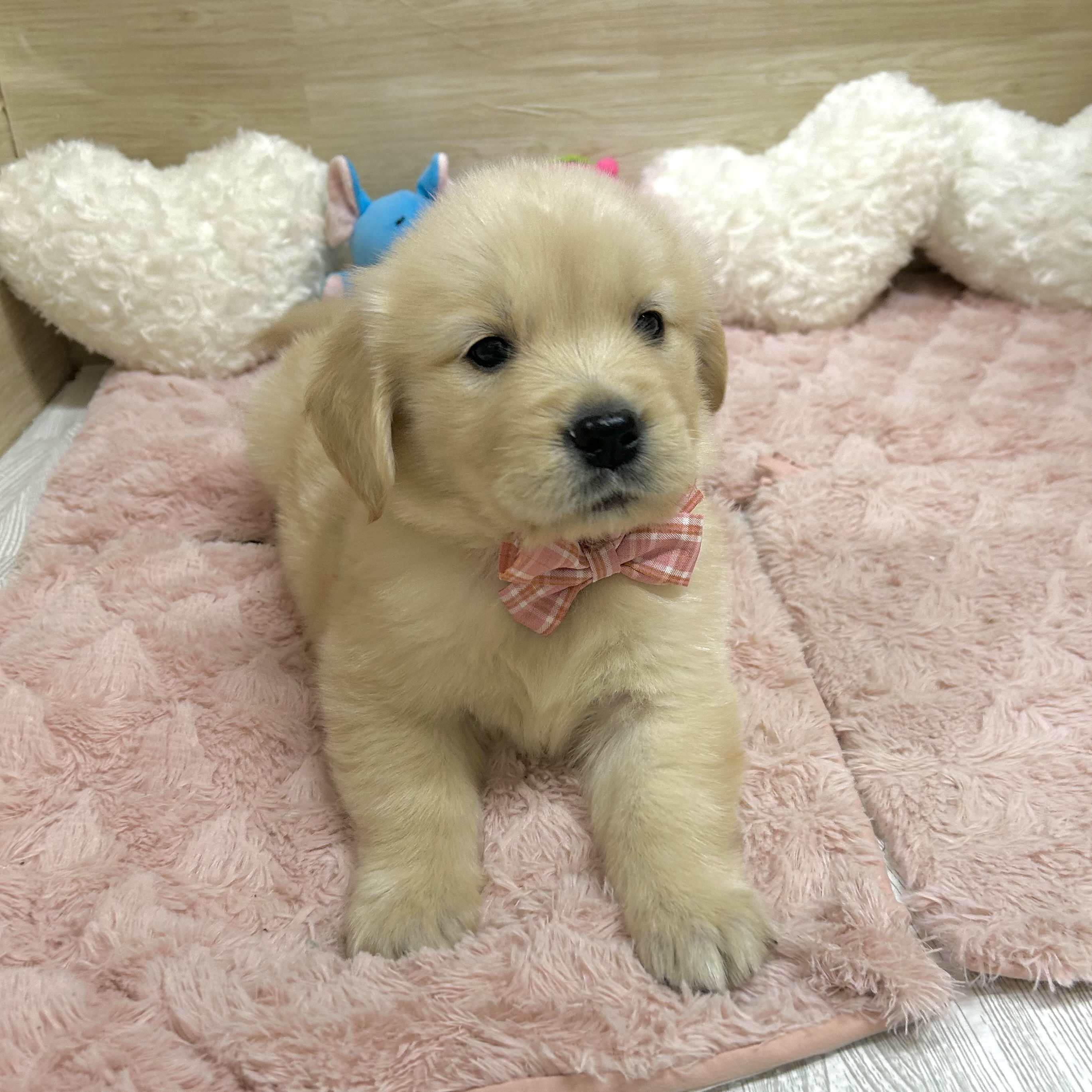 大阪府のゴールデンレトリバー (犬の家＆猫の里そよら東岸和田店/2026年2月12日生まれ/女の子/ゴールデン)の子犬の4枚目の画像