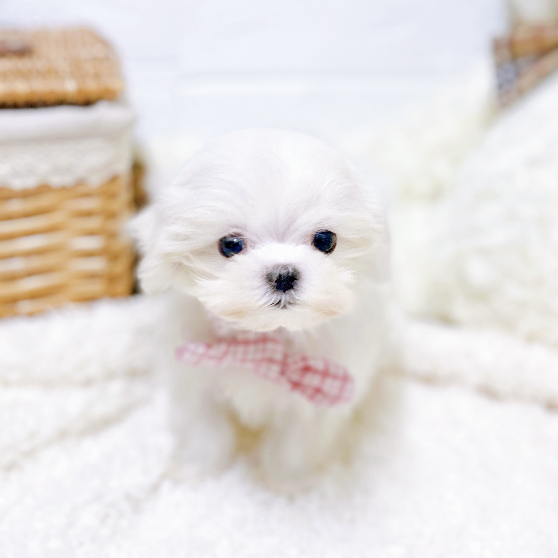 滋賀県のマルチーズ (犬の家＆猫の里近江八幡店/2026年2月2日生まれ/女の子/ホワイト)の子犬の4枚目の画像