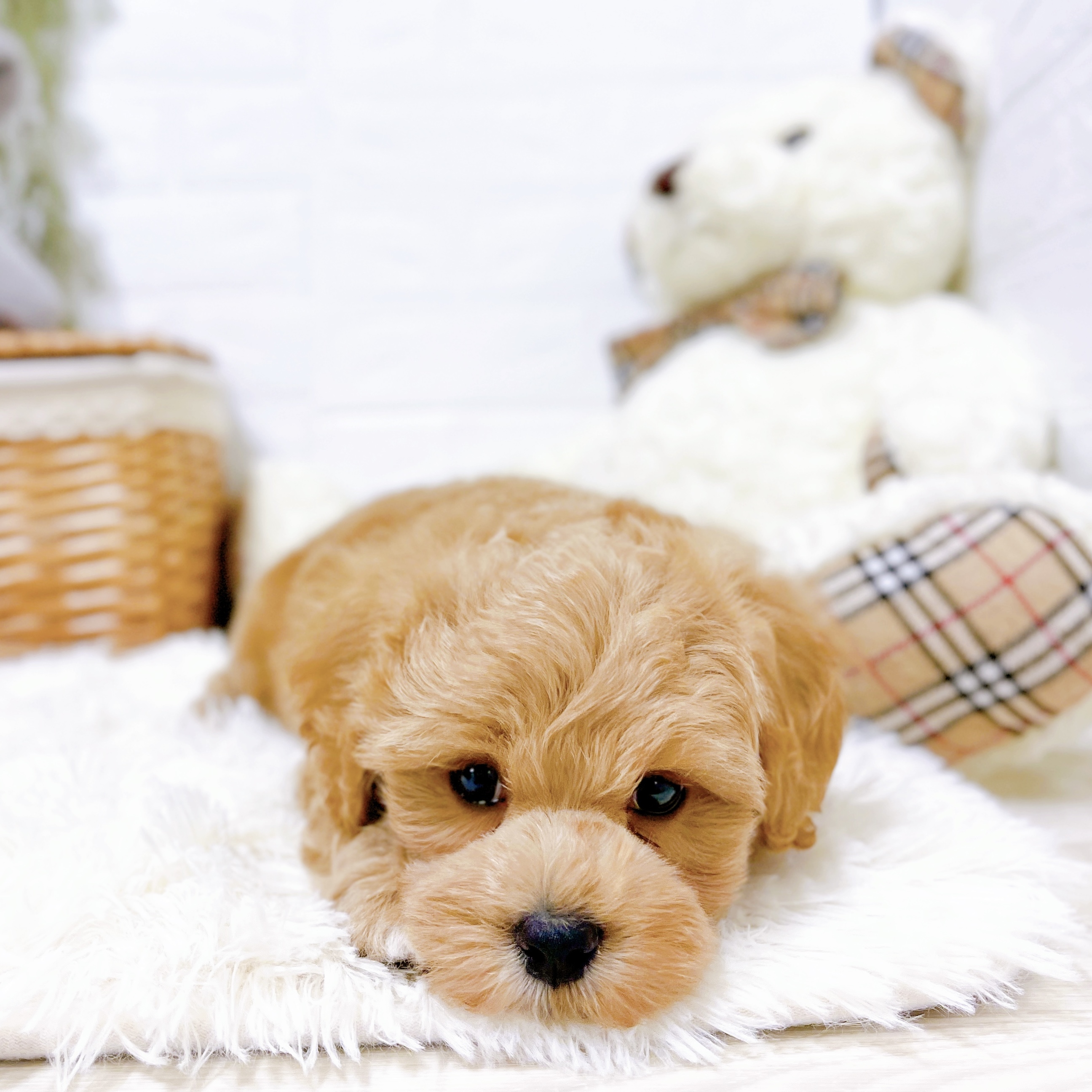 滋賀県のマルプー(マルチーズ×プードル) (犬の家＆猫の里近江八幡店/2026年2月12日生まれ/男の子/クリーム)の子犬の4枚目の画像