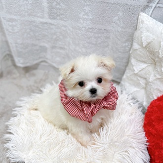 滋賀県のマルチーズ (犬の家＆猫の里長浜店/2026年2月9日生まれ/女の子/ホワイト)の子犬の4枚目の画像