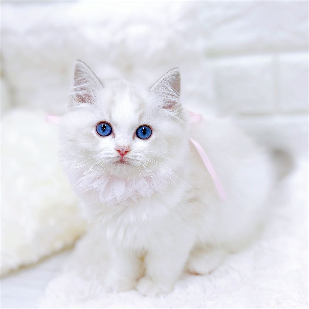 福井県のラグドール (犬の家＆猫の里アミーゴ福井店/2026年2月11日生まれ/女の子/ブルーリンクスポイントバイカラー)の子猫の4枚目の画像