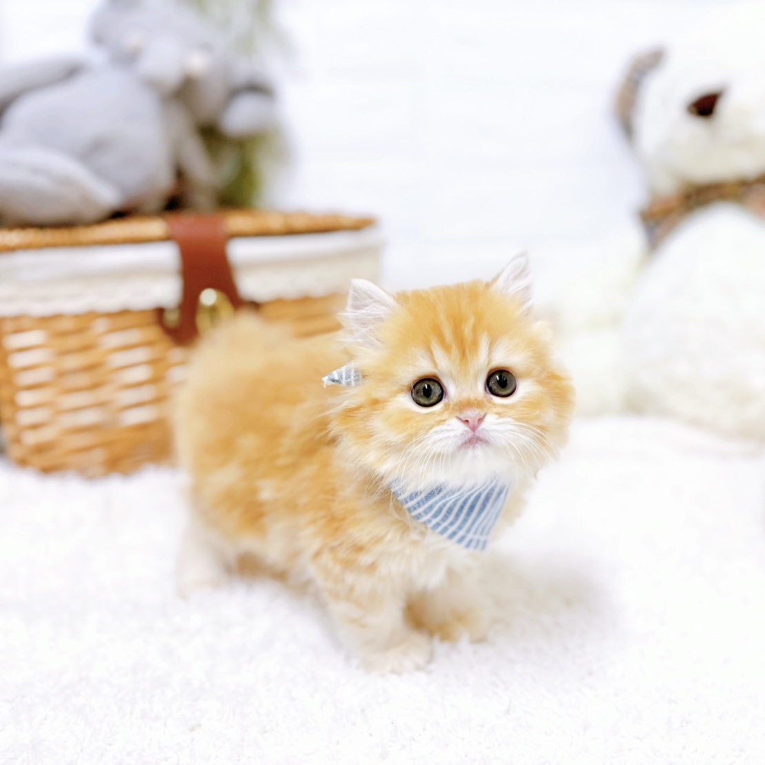 滋賀県のミヌエット (犬の家＆猫の里近江八幡店/2026年2月12日生まれ/男の子/レッドタビーホワイト)の子猫の4枚目の画像