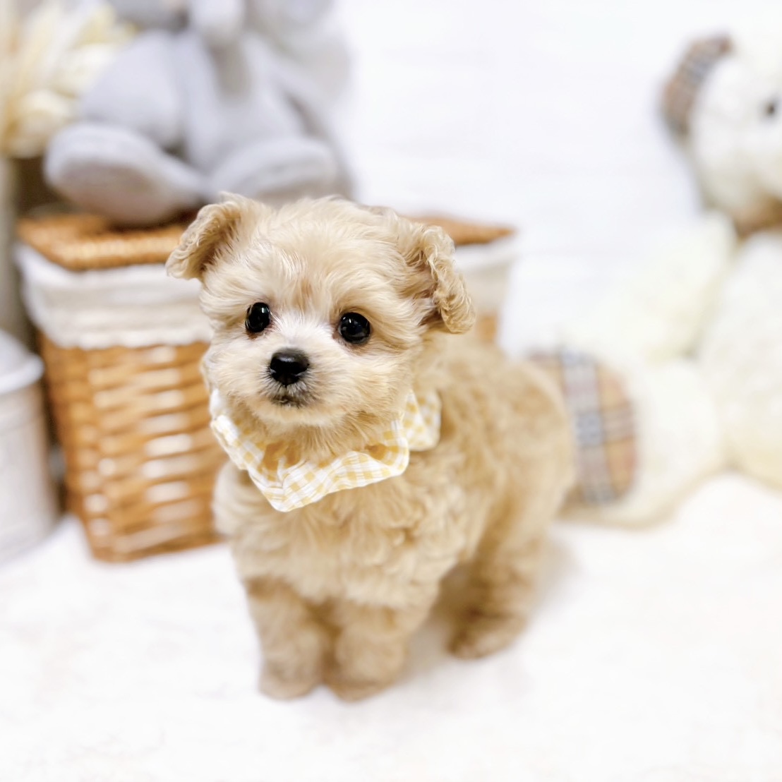 滋賀県のチワプー/プーチー(チワワ×プードル) (犬の家＆猫の里近江八幡店/2026年2月11日生まれ/女の子/クリーム)の子犬の4枚目の画像