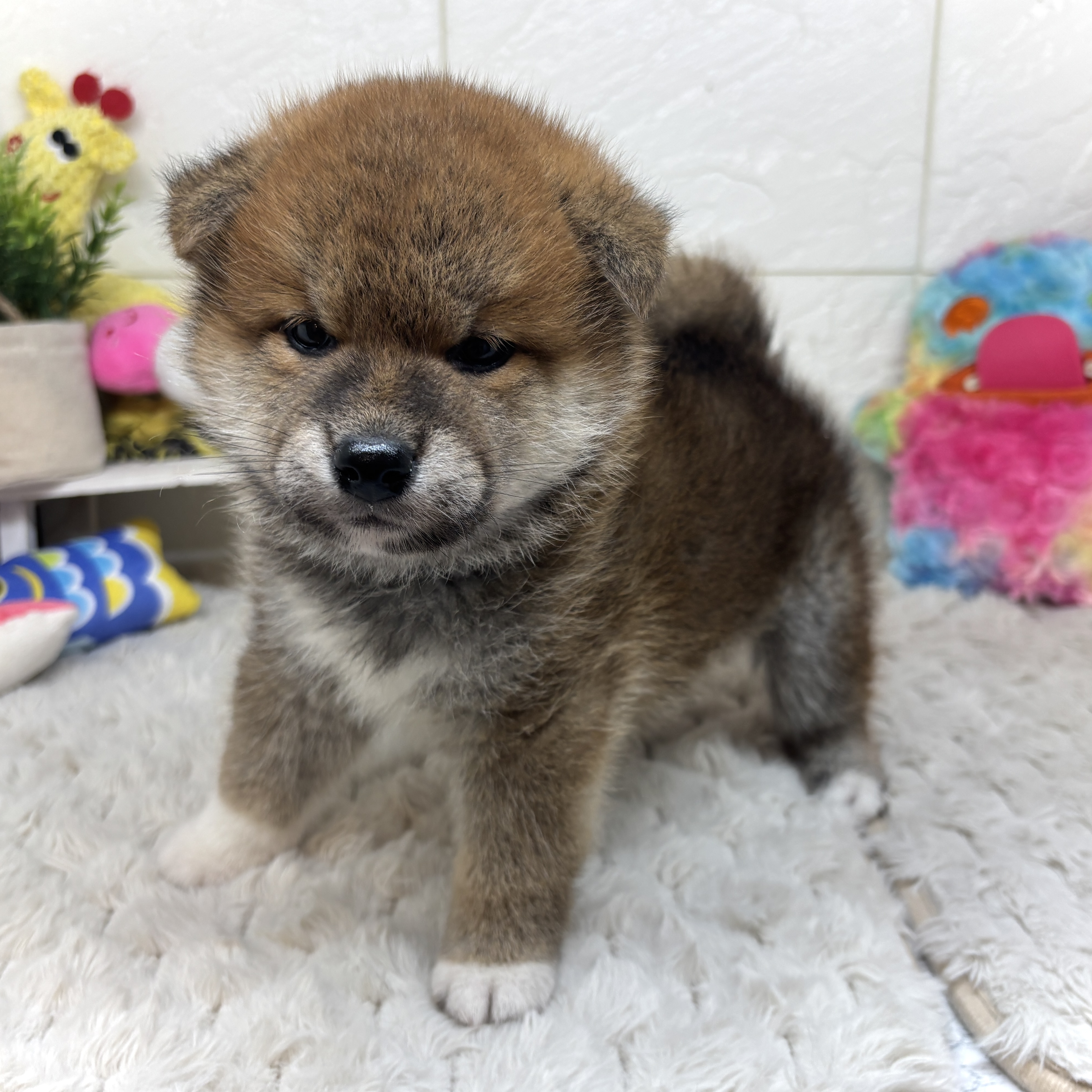 兵庫県の柴犬(標準サイズ) (犬の家＆猫の里ゆめタウン姫路店/2026年2月12日生まれ/男の子/赤)の子犬の4枚目の画像