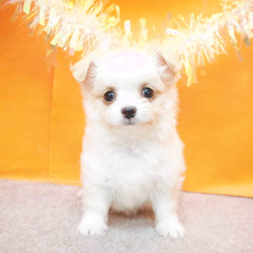 大阪府のチワマル/マルチワ(チワワ×マルチーズ) (犬の家＆猫の里吹田店/2026年2月10日生まれ/女の子/クリームホワイト)の子犬の4枚目の画像