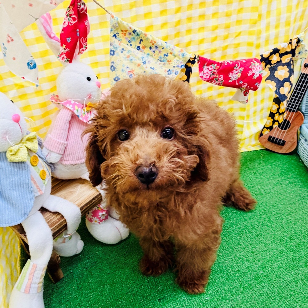 愛知県のトイプードル(トイ) (犬の家＆猫の里MiO香久山店/2026年2月10日生まれ/男の子/レッド)の子犬の4枚目の画像