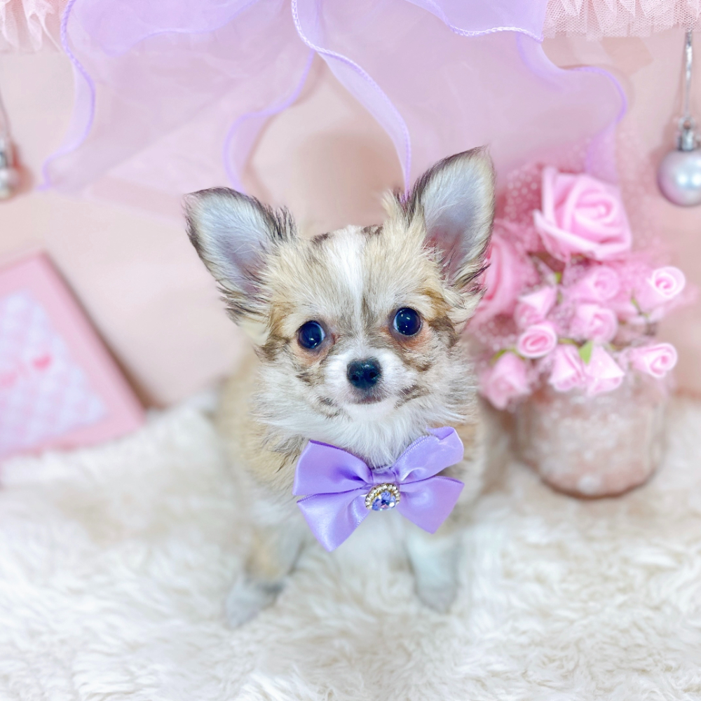 福井県のチワワ(ロング) (犬の家＆猫の里アミーゴ福井大和田店/2026年2月10日生まれ/女の子/フォーンホワイト)の子犬の4枚目の画像