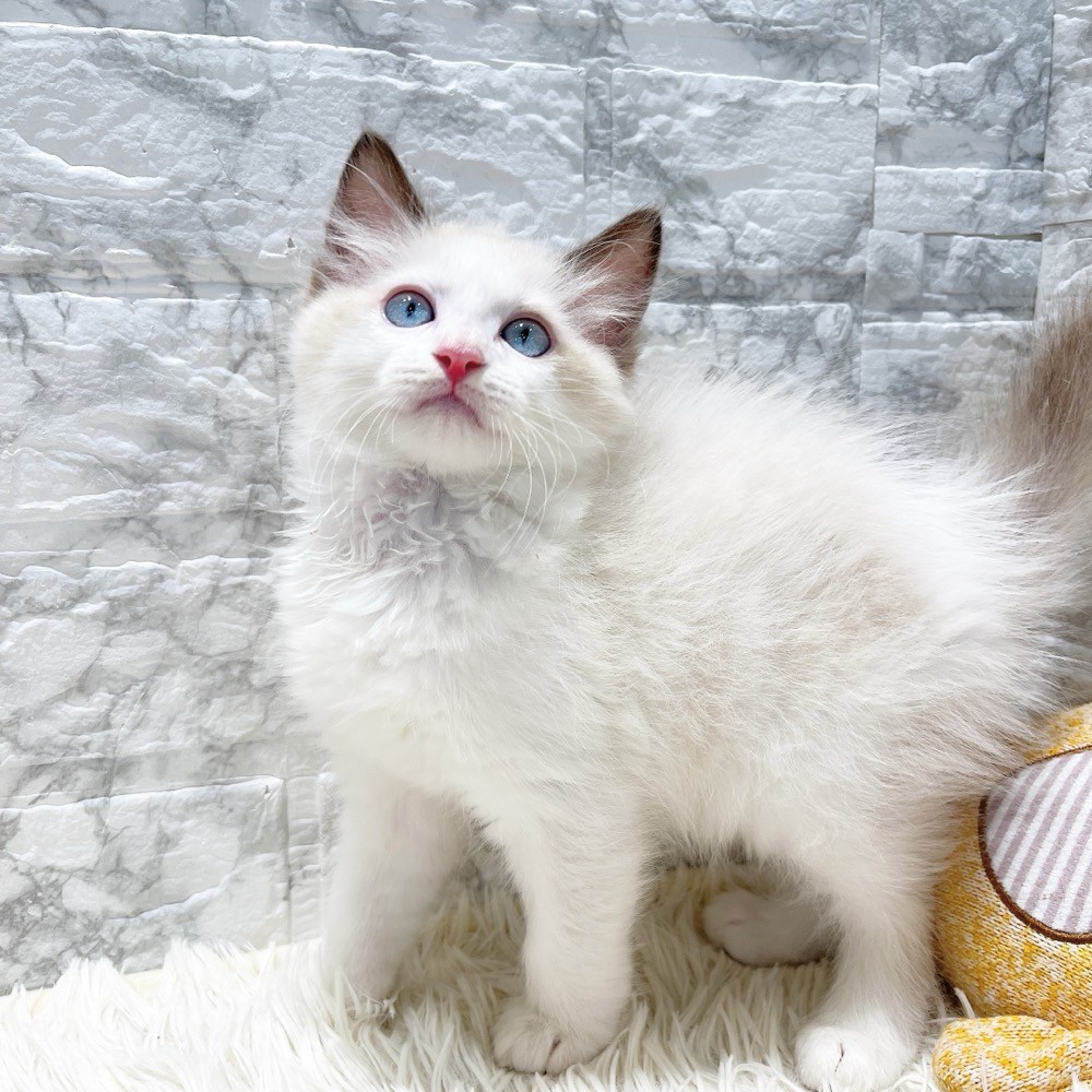 愛知県のラグドール (犬の家＆猫の里MiO香久山店/2026年2月13日生まれ/男の子/シールポイントバイカラー)の子猫の4枚目の画像