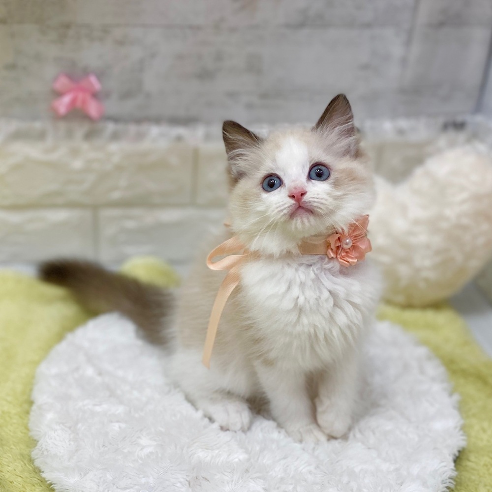 静岡県のラグドール (犬の家＆猫の里プレ葉ウォーク浜北店/2026年2月13日生まれ/女の子/シールポイントバイカラー)の子猫の4枚目の画像