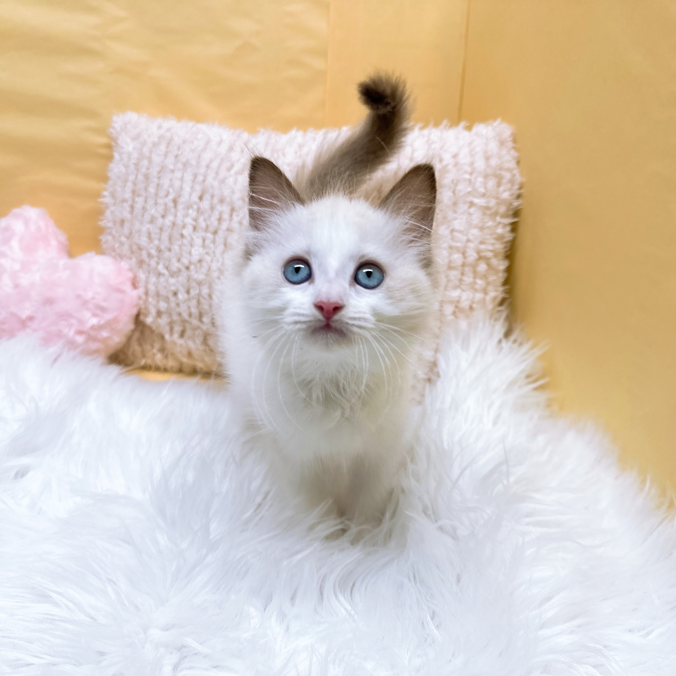 神奈川県のラグドール (犬の家＆猫の里元住吉ブレーメン通り店/2026年2月13日生まれ/女の子/シールポイントバイカラー)の子猫の4枚目の画像