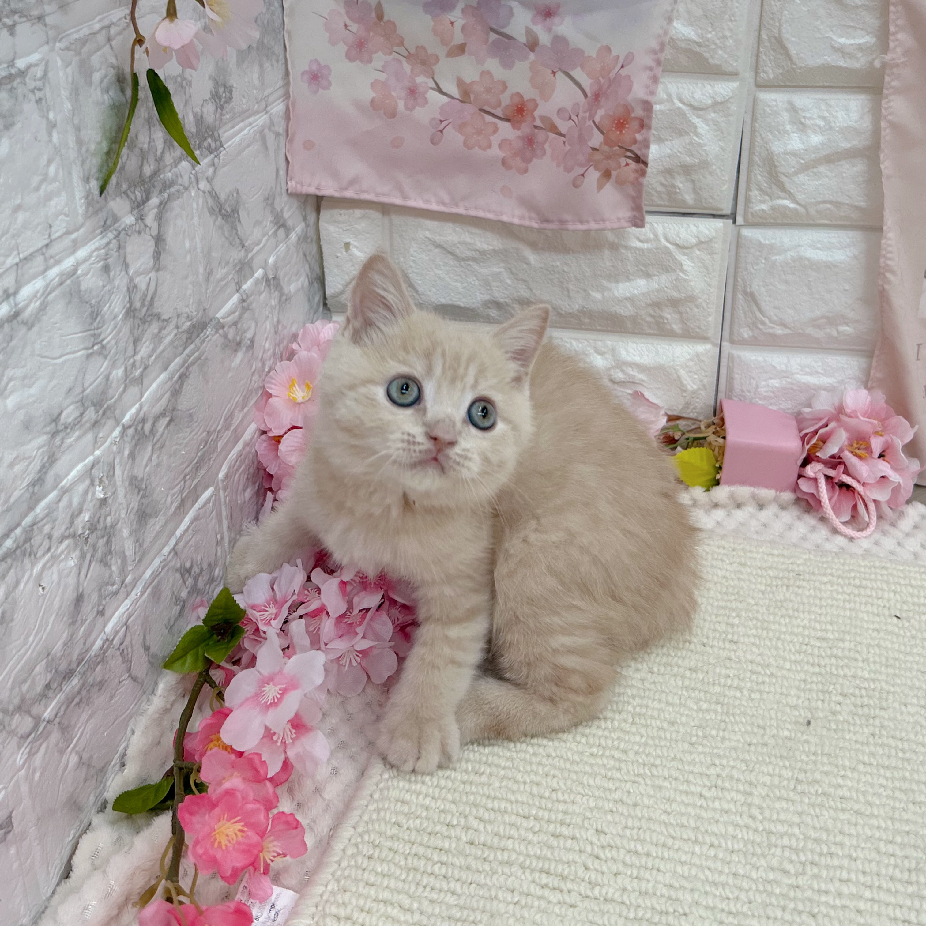 岐阜県のブリティッシュショートヘアー (犬の家＆猫の里岐南店/2026年2月14日生まれ/男の子/クリームタビー)の子猫の4枚目の画像