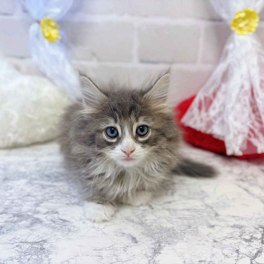 京都府のノルウェージャンフォレストキャット (犬の家＆猫の里京都精華店/2026年2月14日生まれ/男の子/ブルータビーホワイト)の子猫の1枚目の画像