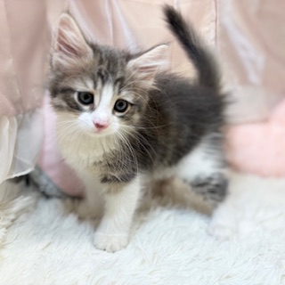 兵庫県のノルウェージャンフォレストキャット (犬の家＆猫の里カナート西神戸店/2026年2月14日生まれ/女の子/ブルータビーホワイト)の子猫の4枚目の画像