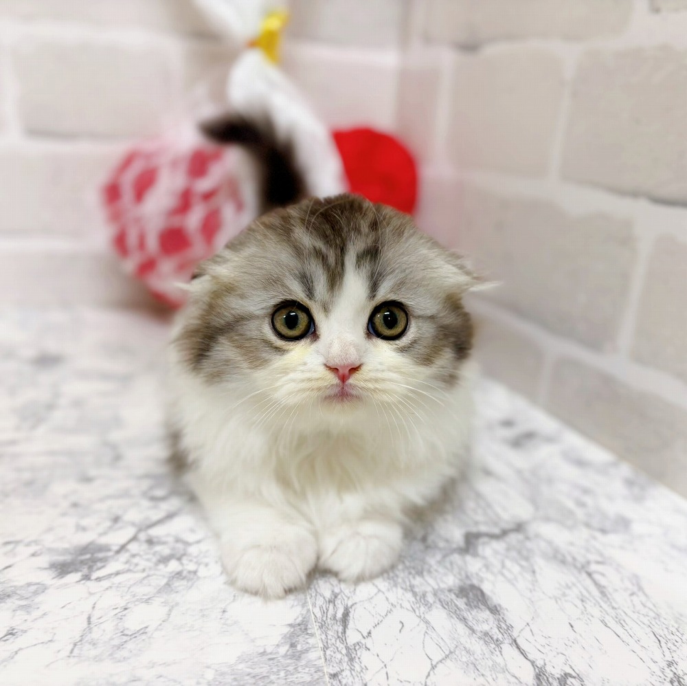 京都府のスコティッシュフォールド (犬の家＆猫の里京都精華店/2026年2月14日生まれ/男の子/シルバータビーホワイト)の子猫の1枚目の画像