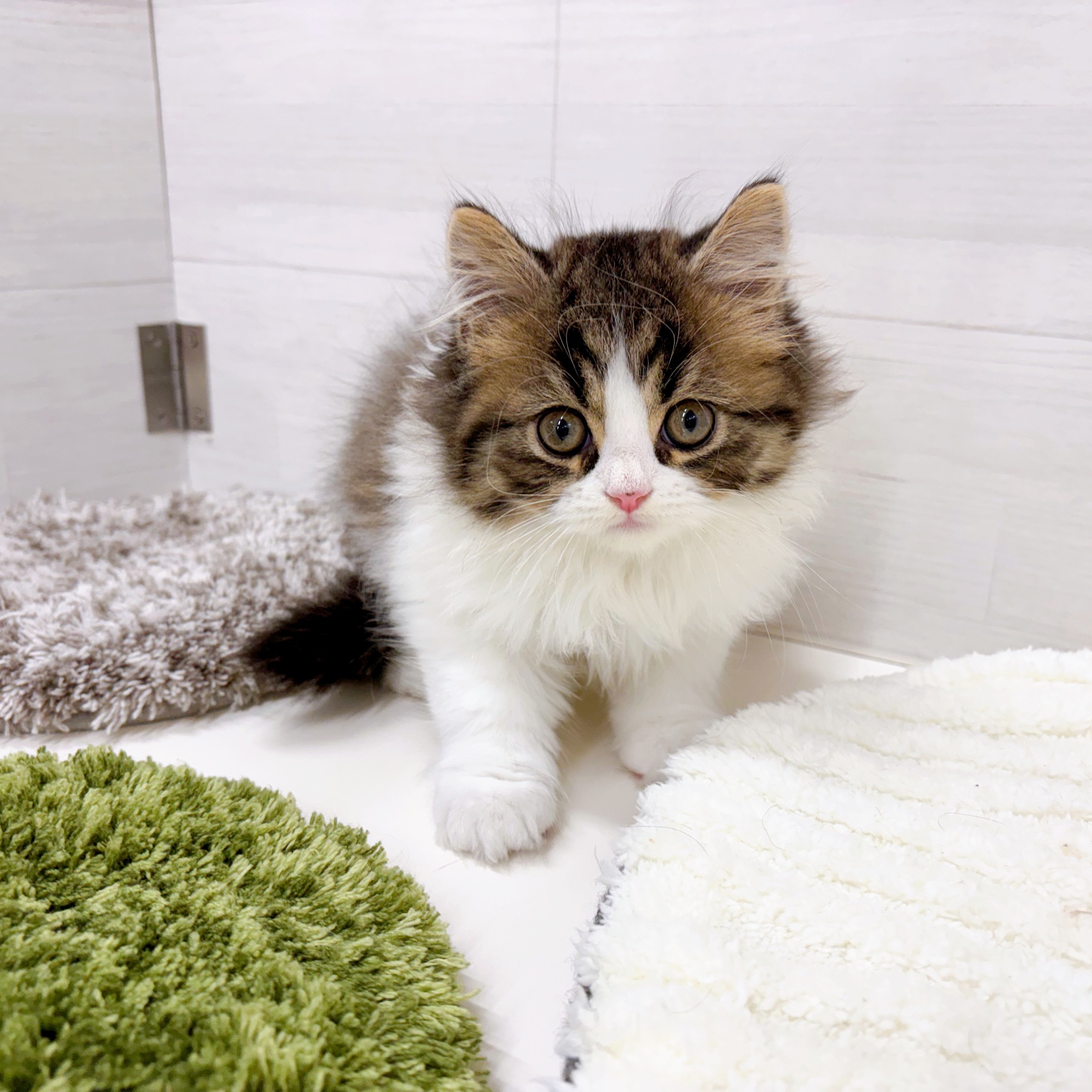 石川県のスコティッシュストレート (犬の家＆猫の里アミーゴ金沢おこばた店/2026年2月14日生まれ/男の子/ブラウンタビーホワイト)の子猫の4枚目の画像