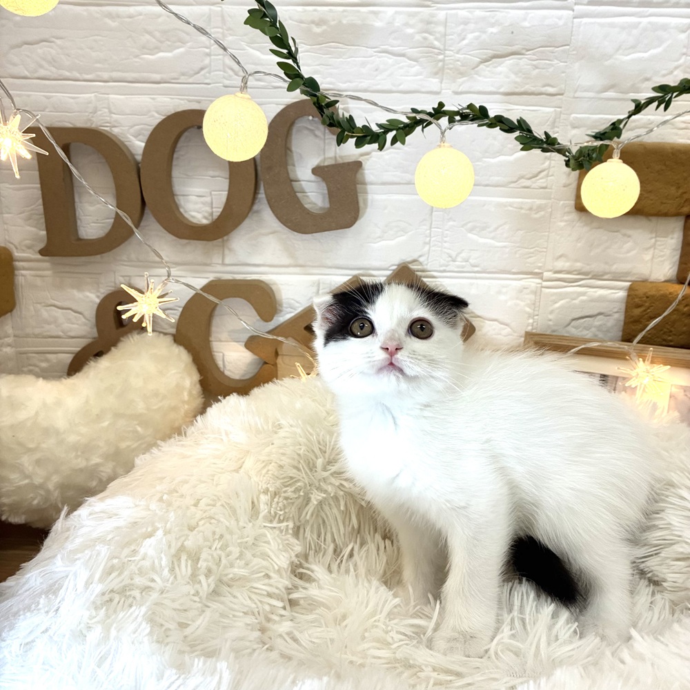 千葉県のスコティッシュフォールド (犬の家＆猫の里ワンズモール稲毛店/2026年2月14日生まれ/男の子/ブラックホワイト)の子猫の4枚目の画像