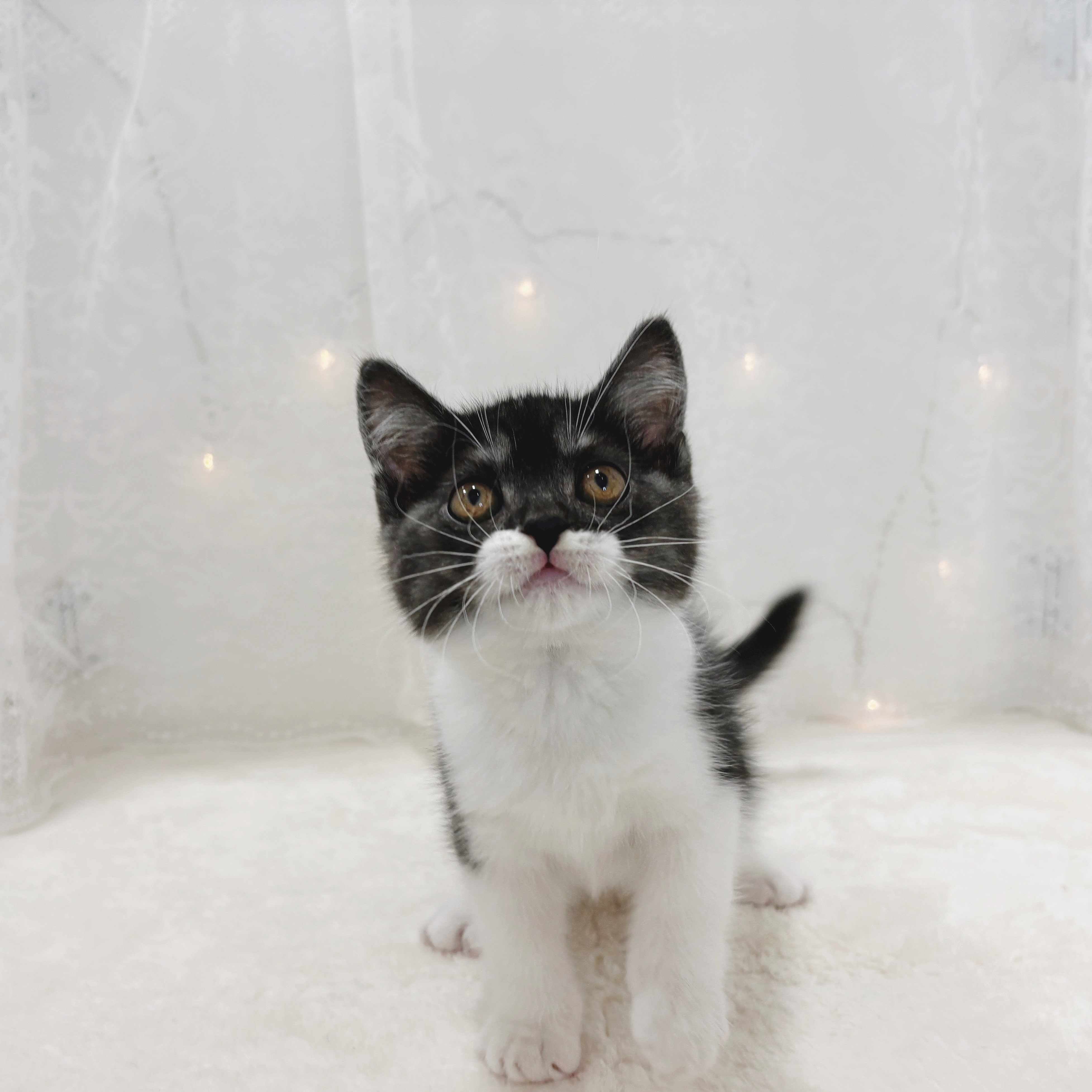 千葉県のスコティッシュストレート (犬の家＆猫の里BIGHOPガーデンモール印西店/2026年2月14日生まれ/男の子/ブラックスモークホワイト)の子猫の4枚目の画像