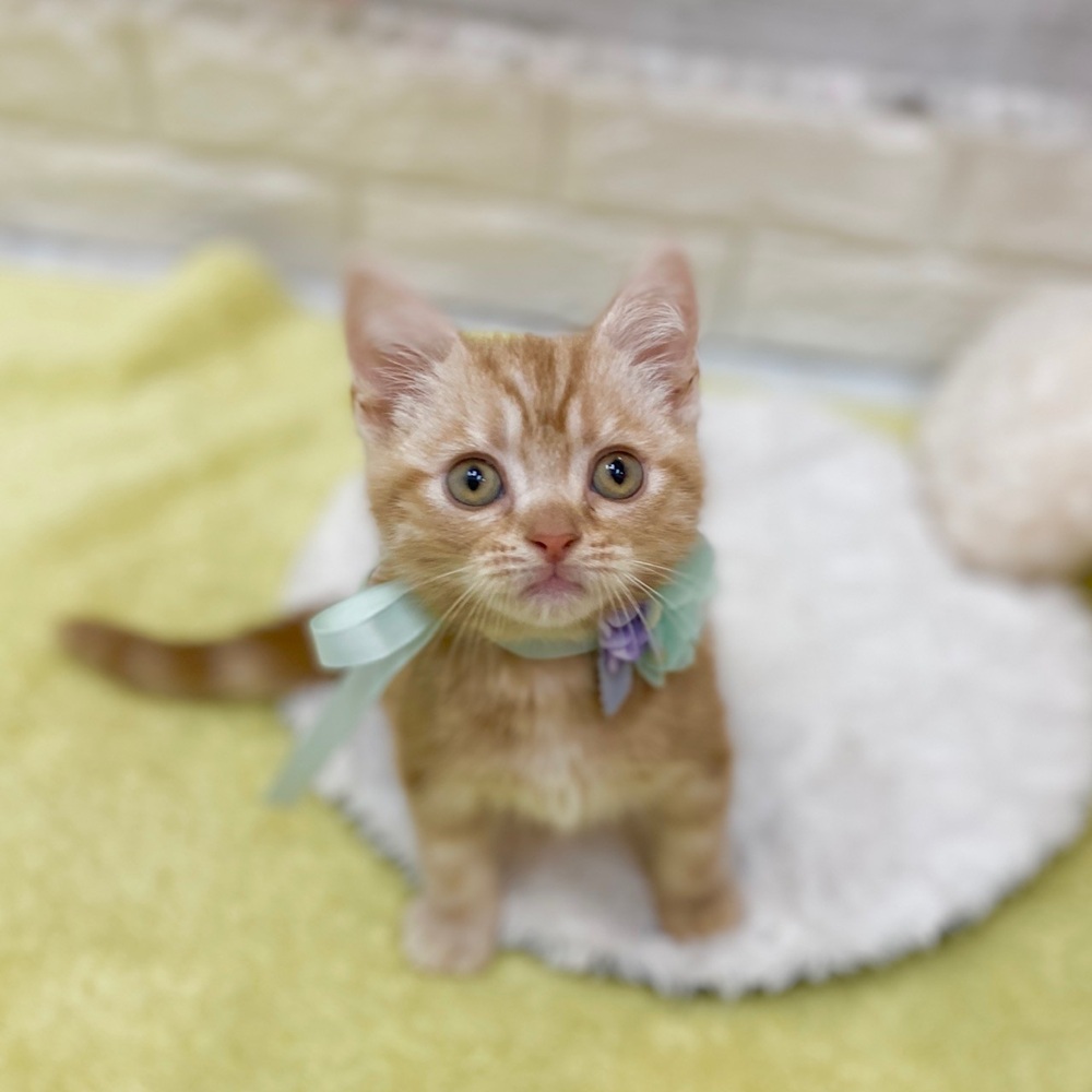 静岡県のアメリカンショートヘアー (犬の家＆猫の里プレ葉ウォーク浜北店/2026年2月13日生まれ/男の子/カメオタビー)の子猫の4枚目の画像