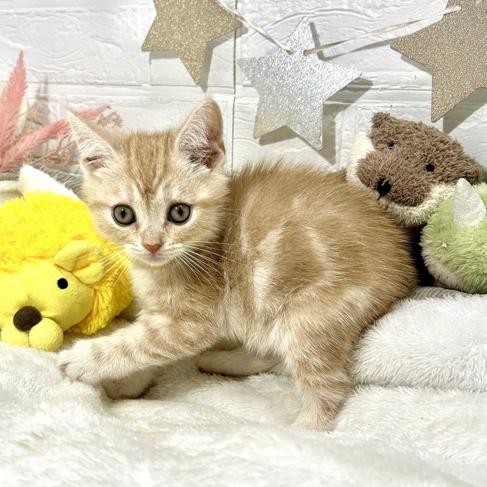 兵庫県のアメリカンショートヘアー (犬の家＆猫の里ニッケパークタウン加古川店/2026年2月13日生まれ/男の子/クリームタビー)の子猫の4枚目の画像