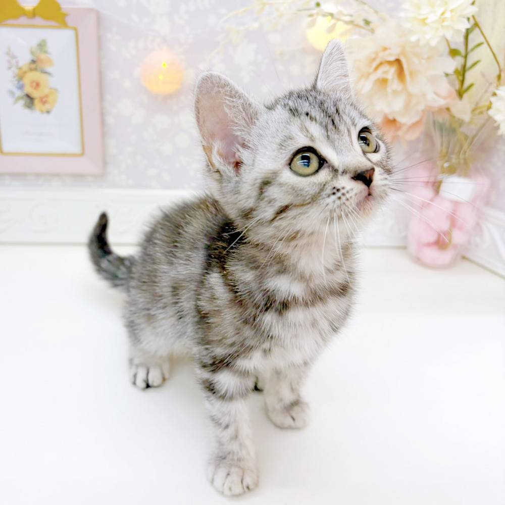 富山県のアメリカンショートヘアー (犬の家＆猫の里富山店/2026年2月13日生まれ/女の子/シルバースポットタビー)の子猫の4枚目の画像