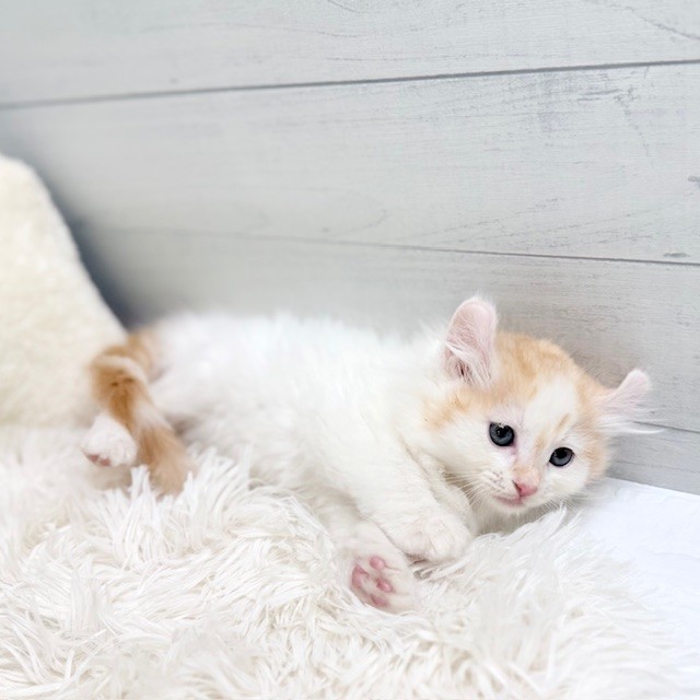 愛知県のアメリカンカール (犬の家＆猫の里豊田店/2026年2月14日生まれ/男の子/カメオタビーホワイト)の子猫の4枚目の画像