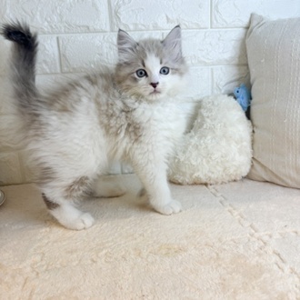 東京都のマンチカン (犬の家＆猫の里新宿店/2026年2月11日生まれ/男の子/ブルーポイントホワイト)の子猫の4枚目の画像