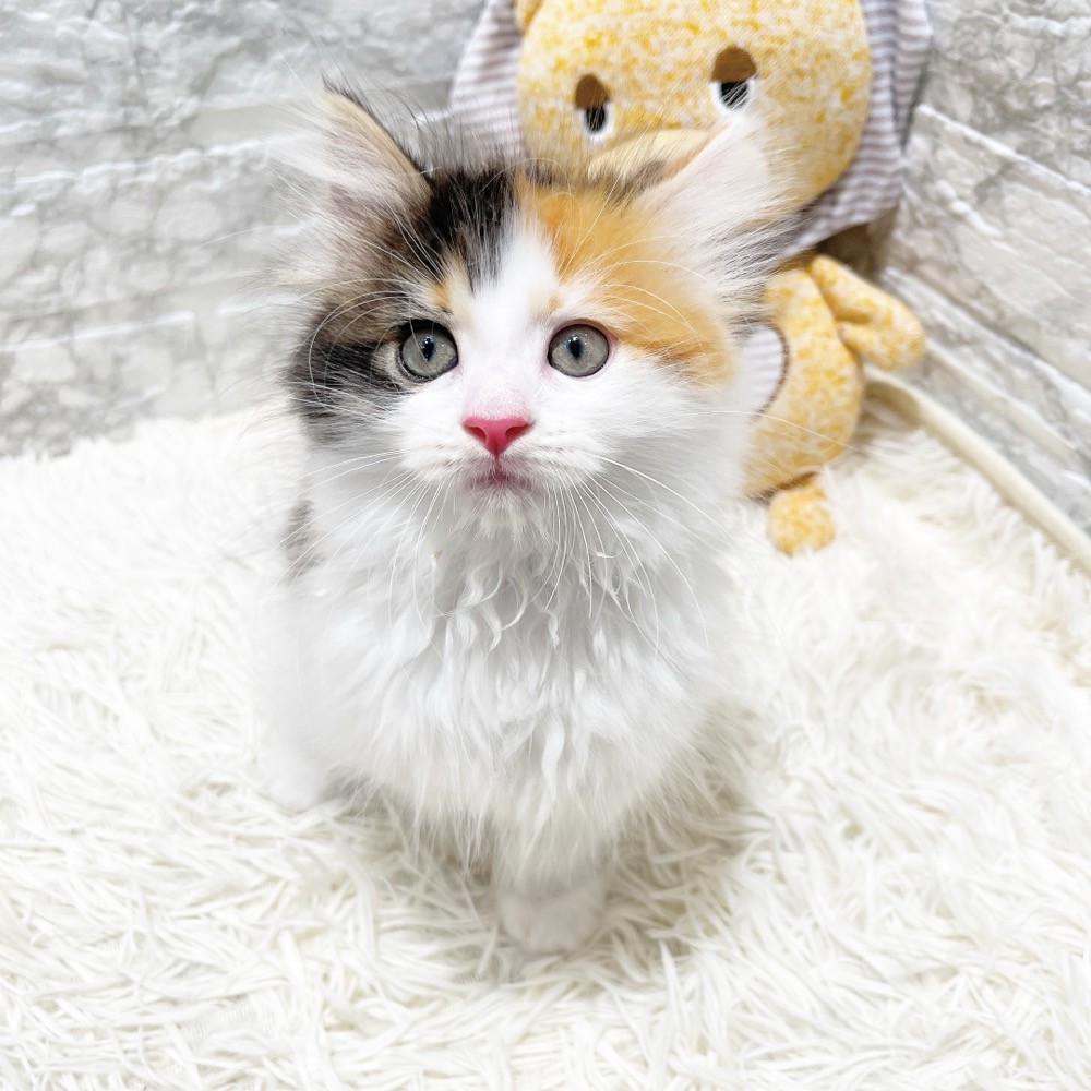 愛知県のマンチカン (犬の家＆猫の里MiO香久山店/2026年2月11日生まれ/女の子/ブラウンパッチドタビーホワイト)の子猫の4枚目の画像