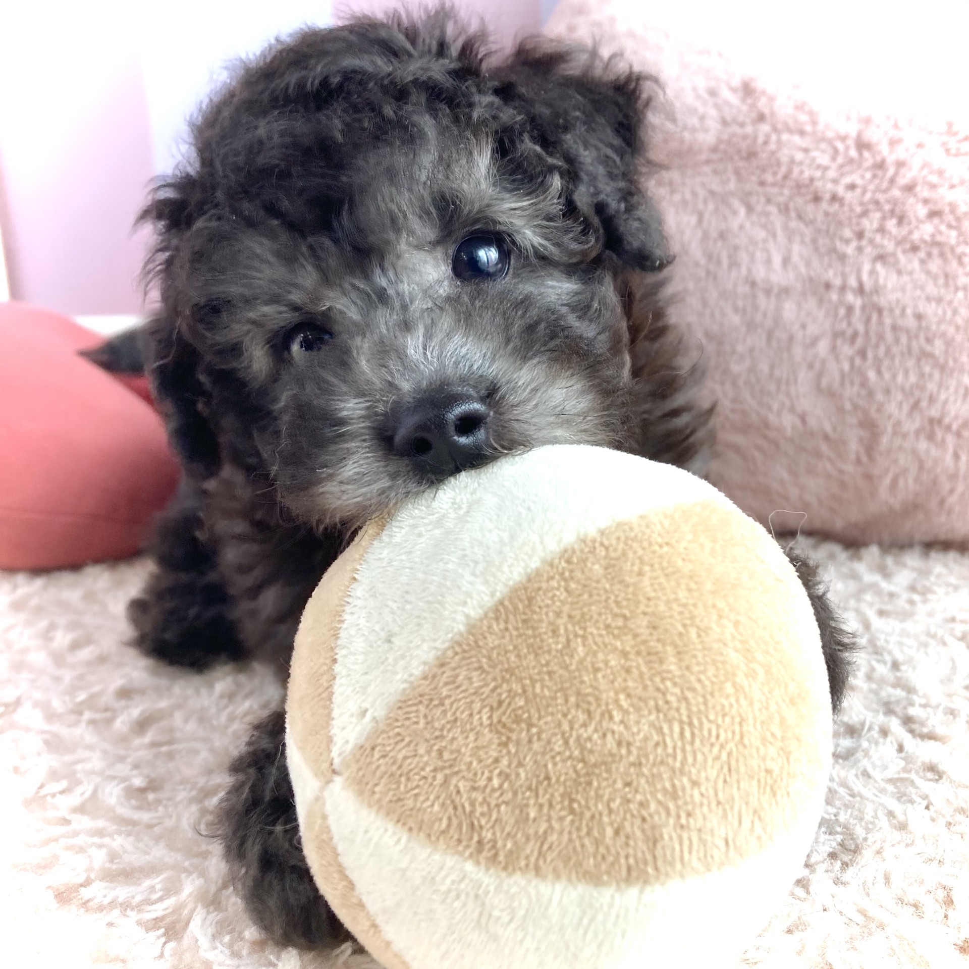 岡山県のトイプードル(トイ) (犬の家＆猫の里倉敷中庄店/2026年2月13日生まれ/男の子/グレー)の子犬の4枚目の画像