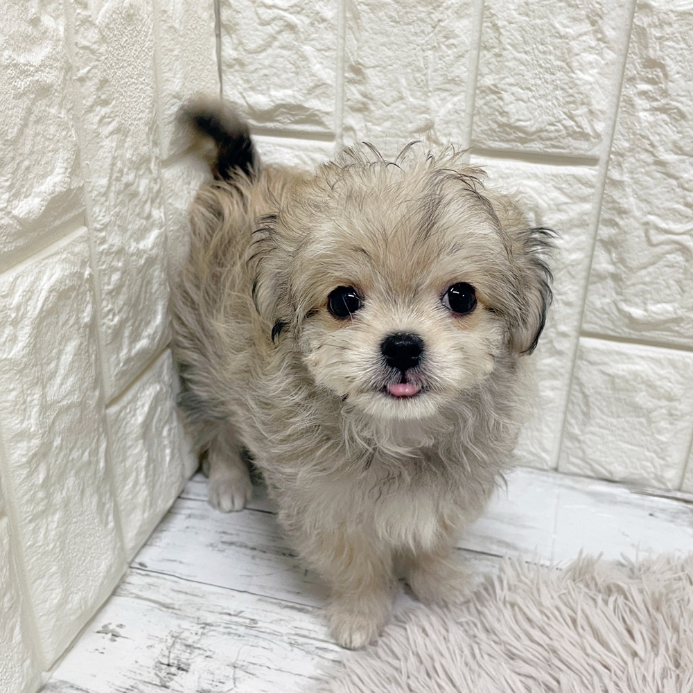 岡山県のチワマル/マルチワ(チワワ×マルチーズ) (犬の家＆猫の里岡山店/2026年2月9日生まれ/男の子/フォーン)の子犬の4枚目の画像