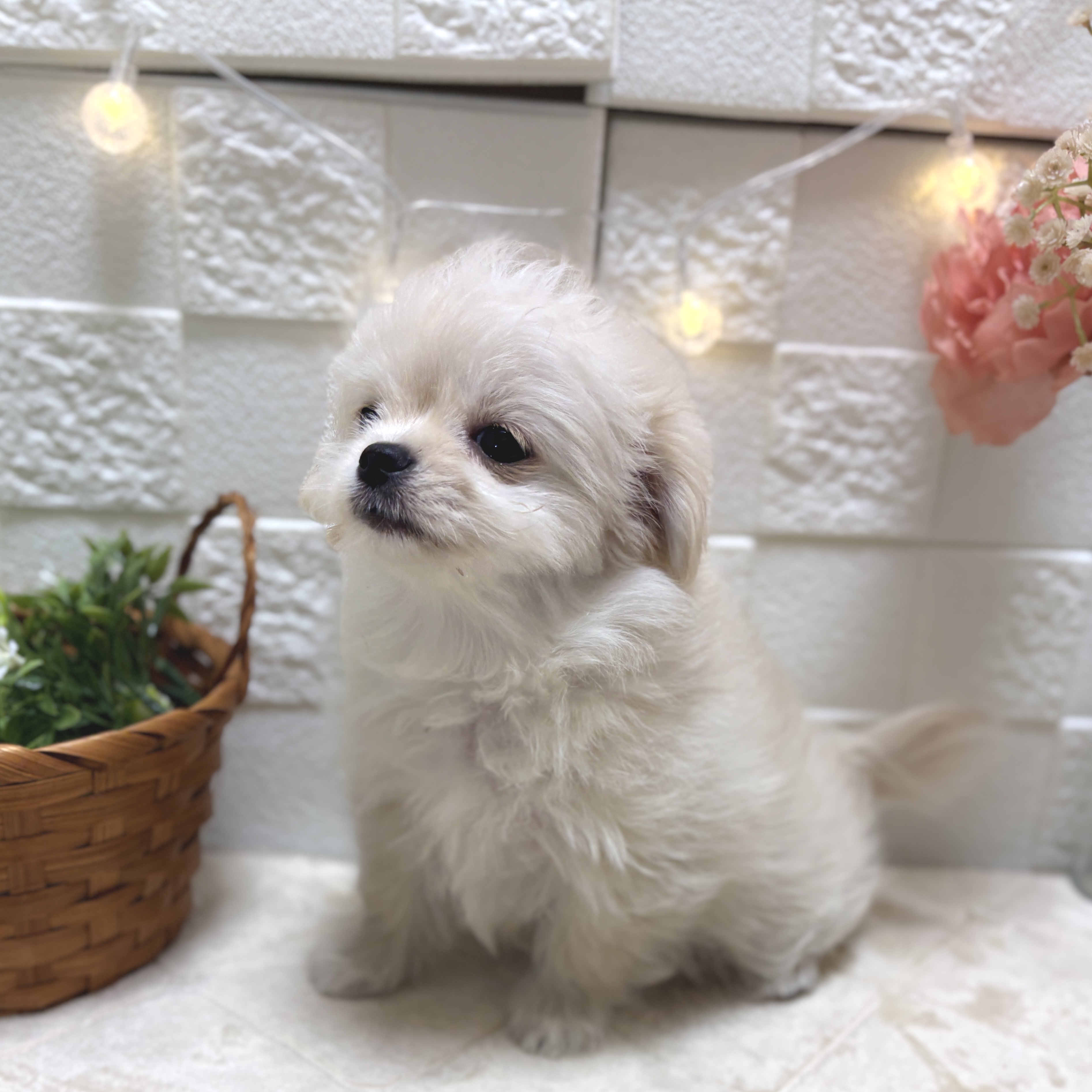 東京都のチワマル/マルチワ(チワワ×マルチーズ) (犬の家＆猫の里ペットフォレスト小平店/2026年2月9日生まれ/女の子/クリームホワイト)の子犬の4枚目の画像