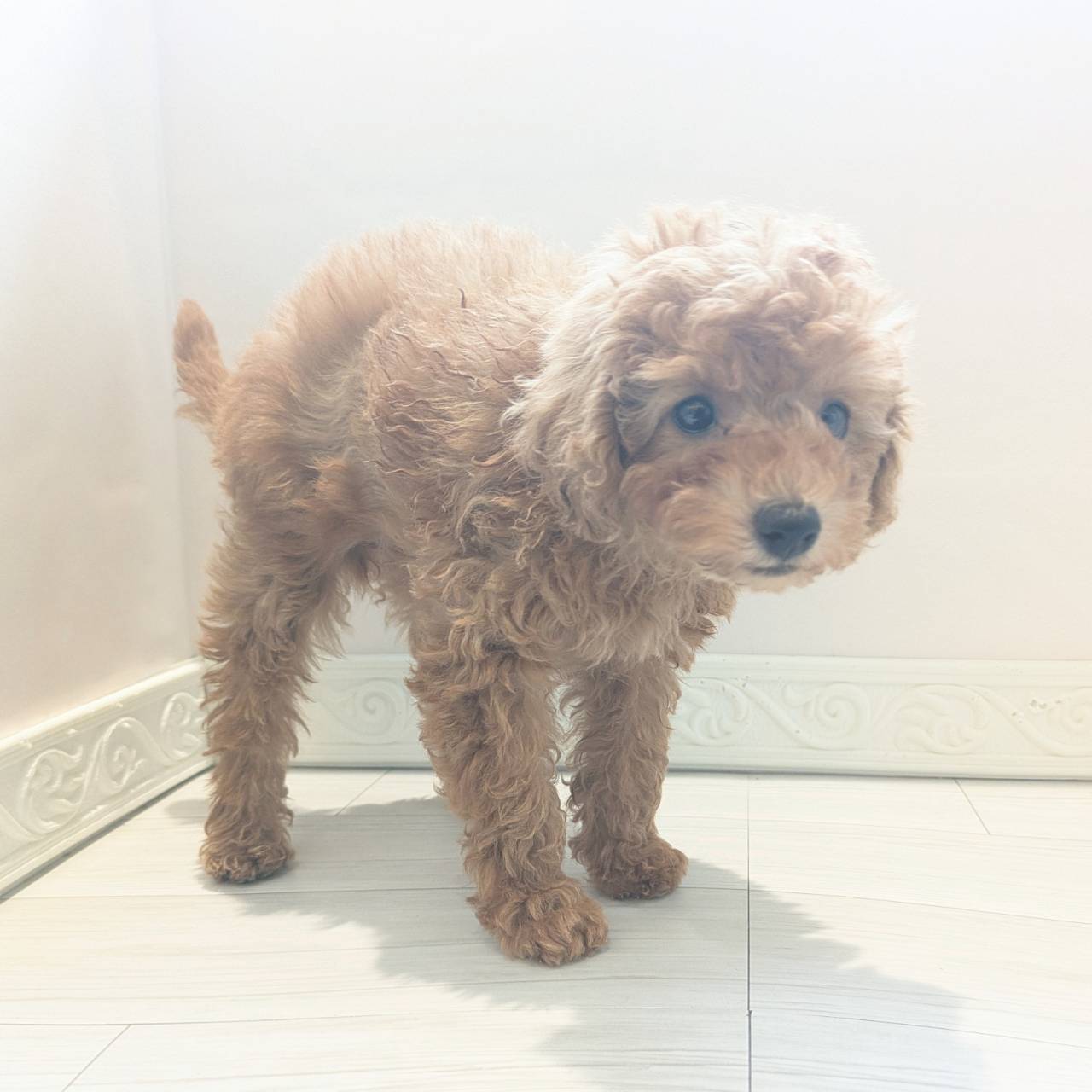 愛知県のトイプードル(トイ) (犬の家＆猫の里春日井本店/2026年2月9日生まれ/女の子/オレンジフォーン)の子犬の4枚目の画像