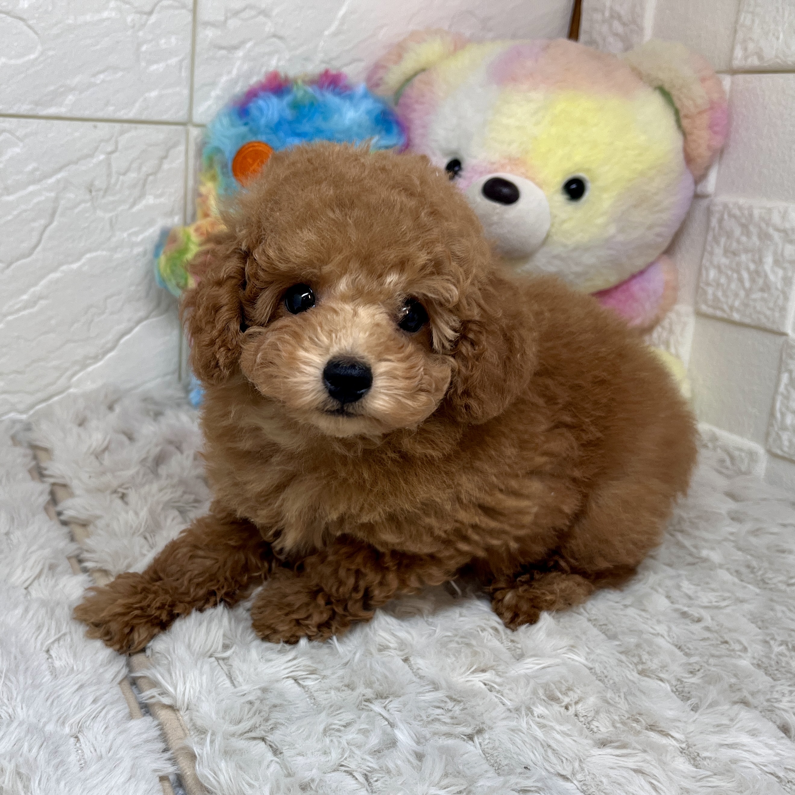 兵庫県のトイプードル(トイ) (犬の家＆猫の里ゆめタウン姫路店/2026年2月9日生まれ/男の子/オレンジフォーン)の子犬の4枚目の画像