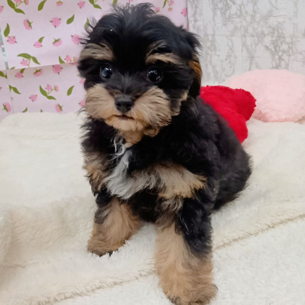 愛知県のチワプー/プーチー(チワワ×プードル) (犬の家＆猫の里エアポートウォーク店/2026年2月12日生まれ/女の子/ブラックタン)の子犬の1枚目の画像