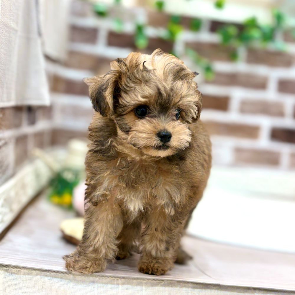 三重県のチワプー/プーチー(チワワ×プードル) (犬の家＆猫の里三重桑名店/2026年2月12日生まれ/男の子/レッド)の子犬の4枚目の画像