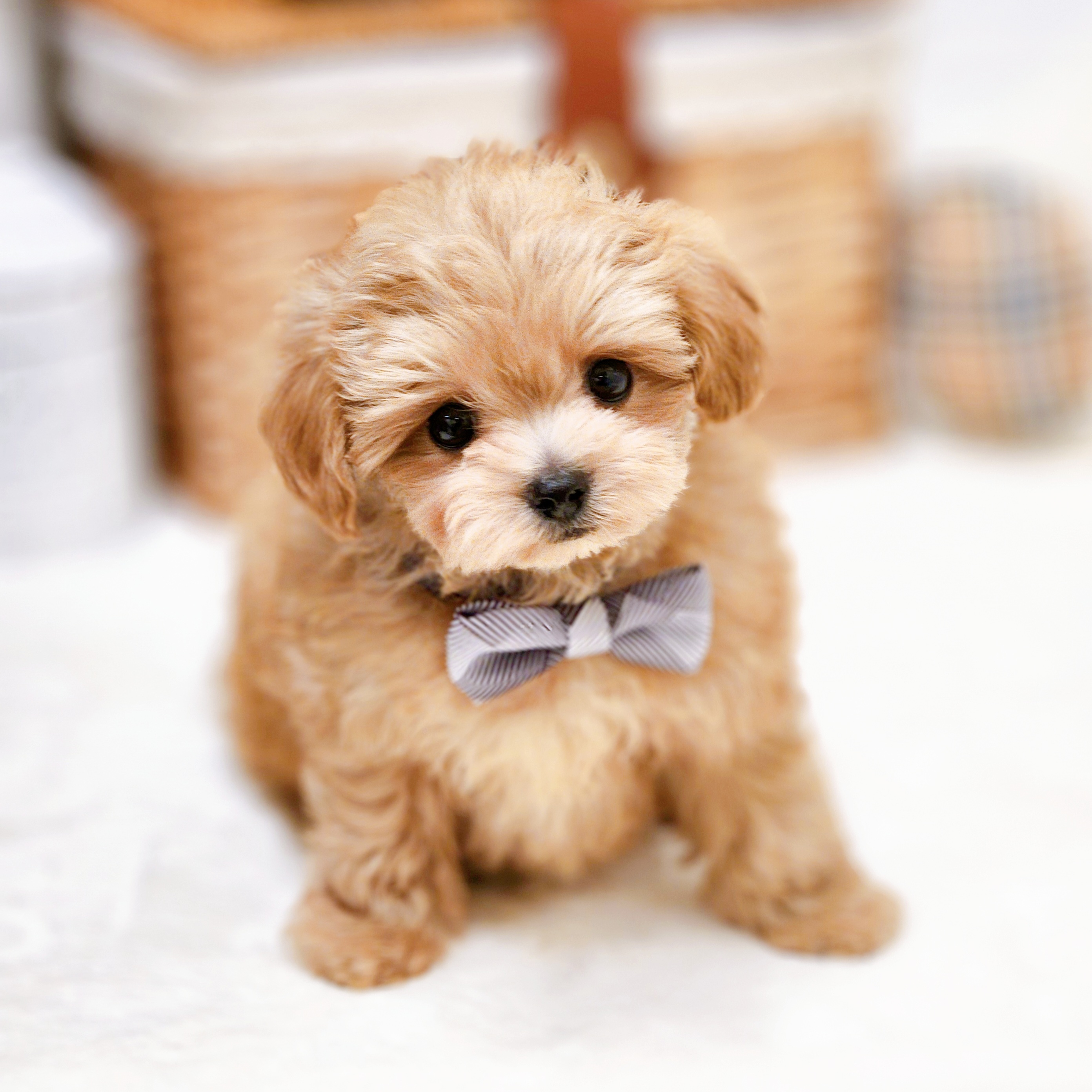 滋賀県のチワプー/プーチー(チワワ×プードル) (犬の家＆猫の里近江八幡店/2026年2月12日生まれ/男の子/アプリコット)の子犬の4枚目の画像