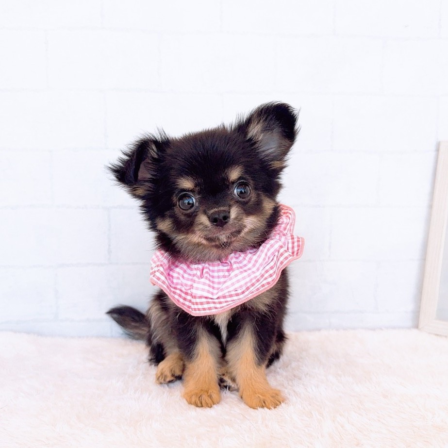 石川県のチワワ(ロング) (犬の家＆猫の里金沢店/2026年2月12日生まれ/女の子/ブラックタン)の子犬の4枚目の画像