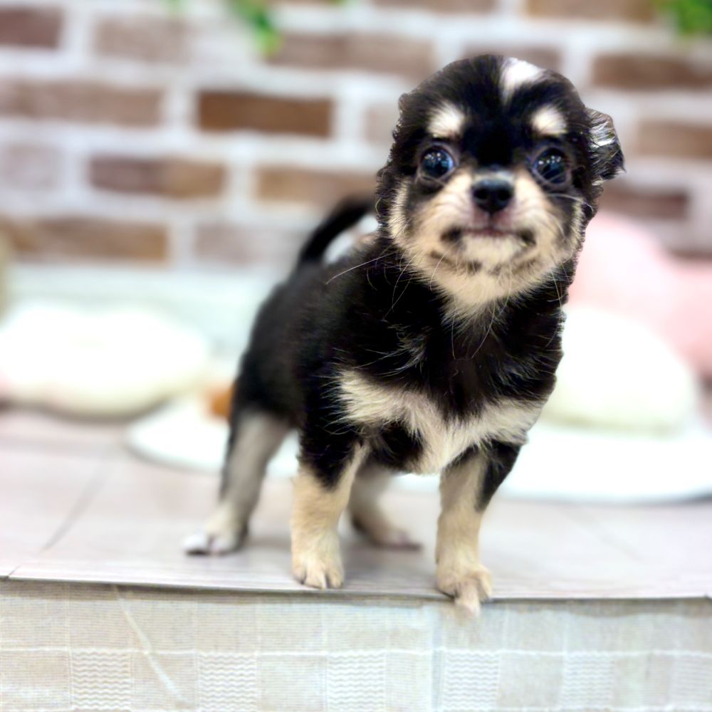 三重県のチワワ(ロング) (犬の家＆猫の里三重桑名店/2026年2月12日生まれ/男の子/ブラッククリームホワイト)の子犬の4枚目の画像