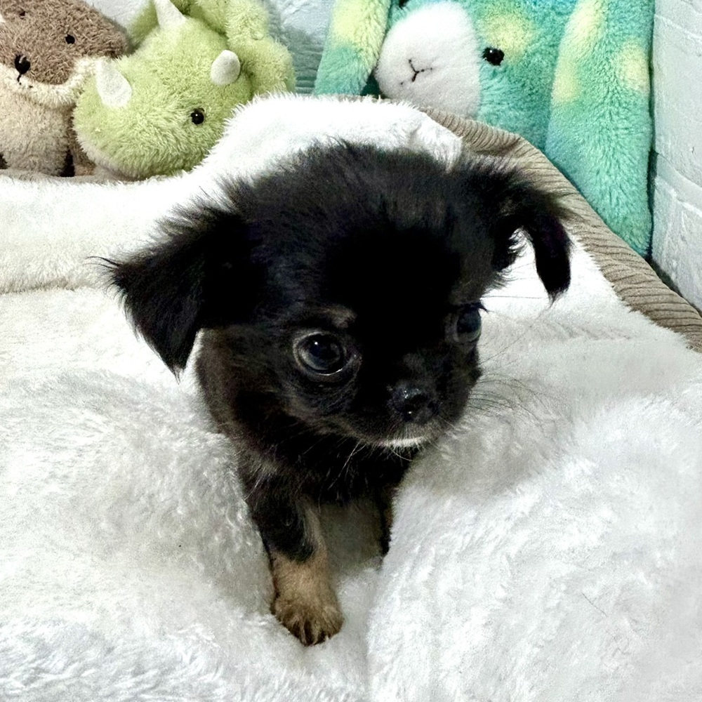 兵庫県のチワワ(ロング) (犬の家＆猫の里ニッケパークタウン加古川店/2026年2月12日生まれ/女の子/ブラックタン)の子犬の4枚目の画像