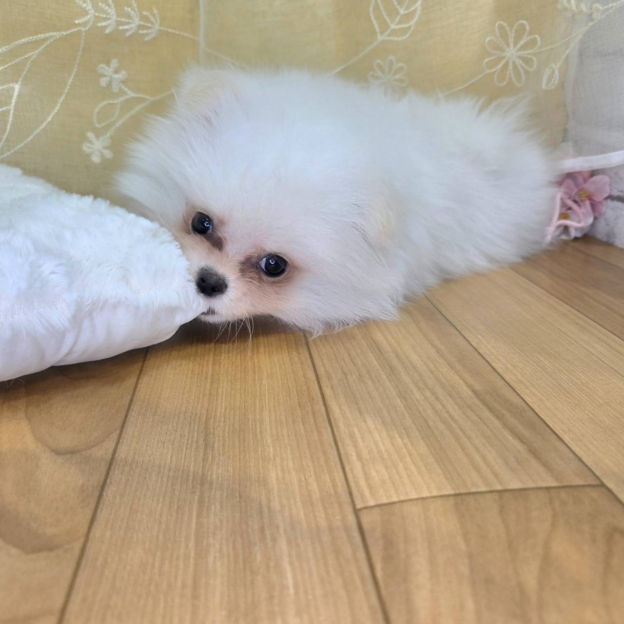 長野県のポメチワ/チワポメ/ポメチー(ポメラニアン×チワワ) (犬の家＆猫の里カインズ梓川店/2026年2月12日生まれ/男の子/クリーム)の子犬の4枚目の画像