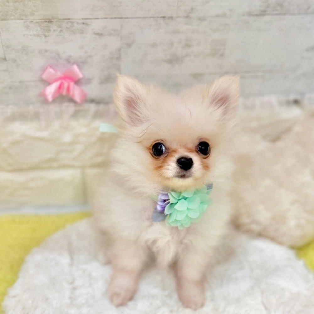静岡県のポメチワ/チワポメ/ポメチー(ポメラニアン×チワワ) (犬の家＆猫の里プレ葉ウォーク浜北店/2026年2月12日生まれ/男の子/クリームホワイト)の子犬の4枚目の画像