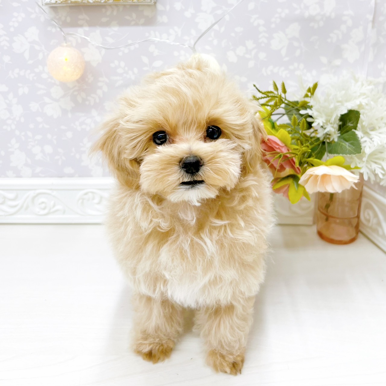 富山県のマルプー(マルチーズ×プードル) (犬の家＆猫の里アミーゴ山室店/2026年2月13日生まれ/男の子/アプリコット)の子犬の4枚目の画像