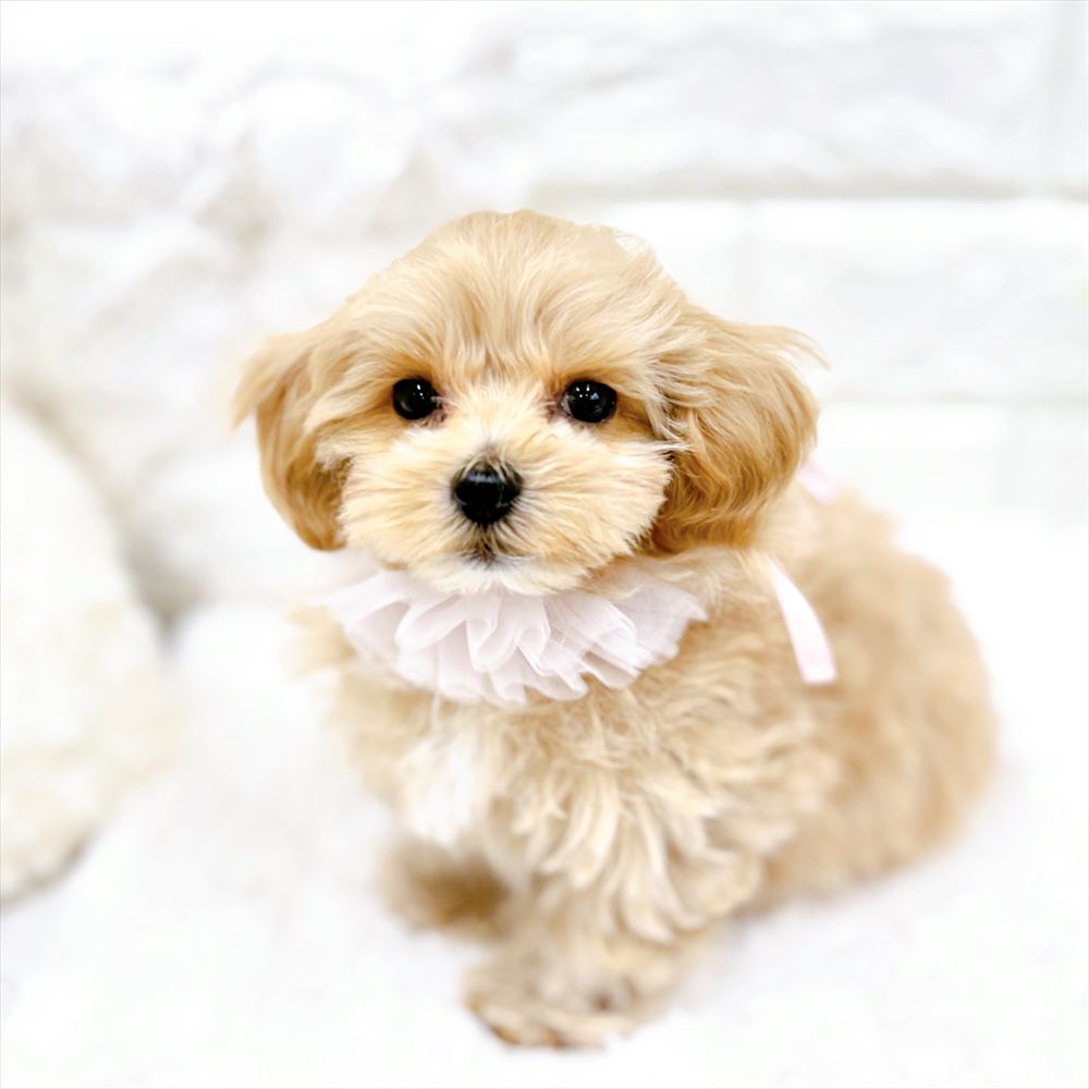 福井県のマルプー(マルチーズ×プードル) (犬の家＆猫の里アミーゴ福井店/2026年2月13日生まれ/女の子/アプリコット)の子犬の4枚目の画像